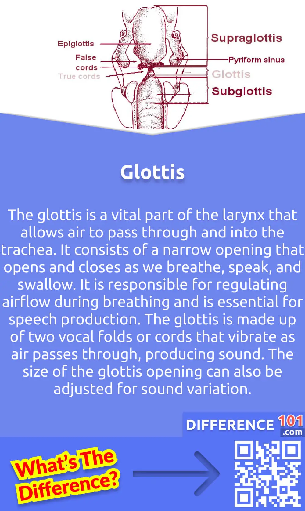 What Is Glottis? The glottis is a vital part of the larynx that allows air to pass through and into the trachea. It consists of a narrow opening that opens and closes as we breathe, speak, and swallow. It is responsible for regulating airflow during breathing and is essential for speech production. The glottis is made up of two vocal folds or cords that vibrate as air passes through, producing sound. The size of the glottis opening can also be adjusted for sound variation. Malfunction of the glottis due to disease or injury can lead to respiratory distress or speech problems. Thus, it is important to be mindful of its function and potential problems that could arise.
