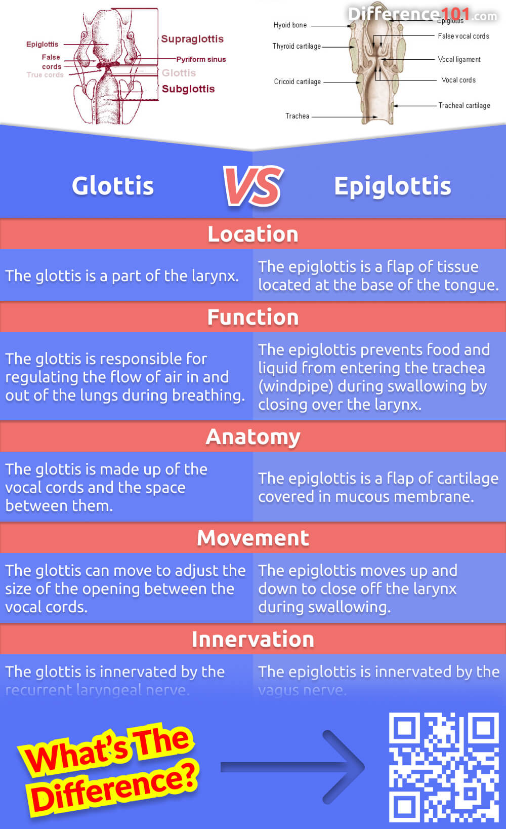 If you've ever wondered about the difference between the glottis and epiglottis, you're not alone. In this blog, we dive into their functions, pros, and cons in our respiratory and digestive systems. Understanding these crucial structures can help us maintain optimal health.