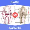 Glottis vs. Epiglottis: 5 Key Differences, Pros & Cons, Similarities