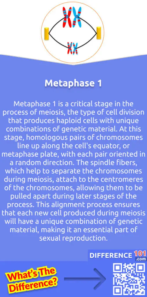 What Is Metaphase 1?
Metaphase 1 is a critical stage in the process of meiosis, the type of cell division that produces haploid cells with unique combinations of genetic material. At this stage, homologous pairs of chromosomes line up along the cell's equator, or metaphase plate, with each pair oriented in a random direction. The spindle fibers, which help to separate the chromosomes during meiosis, attach to the centromeres of the chromosomes, allowing them to be pulled apart during later stages of the process. This alignment process ensures that each new cell produced during meiosis will have a unique combination of genetic material, making it an essential part of sexual reproduction.