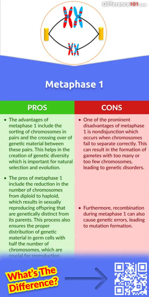 Metaphase 1 Pros & Cons
