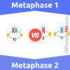Metaphase 1 vs. Metaphase 2: 9 Key Differences, Pros & Cons, Similarities