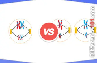 Metaphase 1 vs. Metaphase 2: 9 Key Differences, Pros & Cons, Similarities
