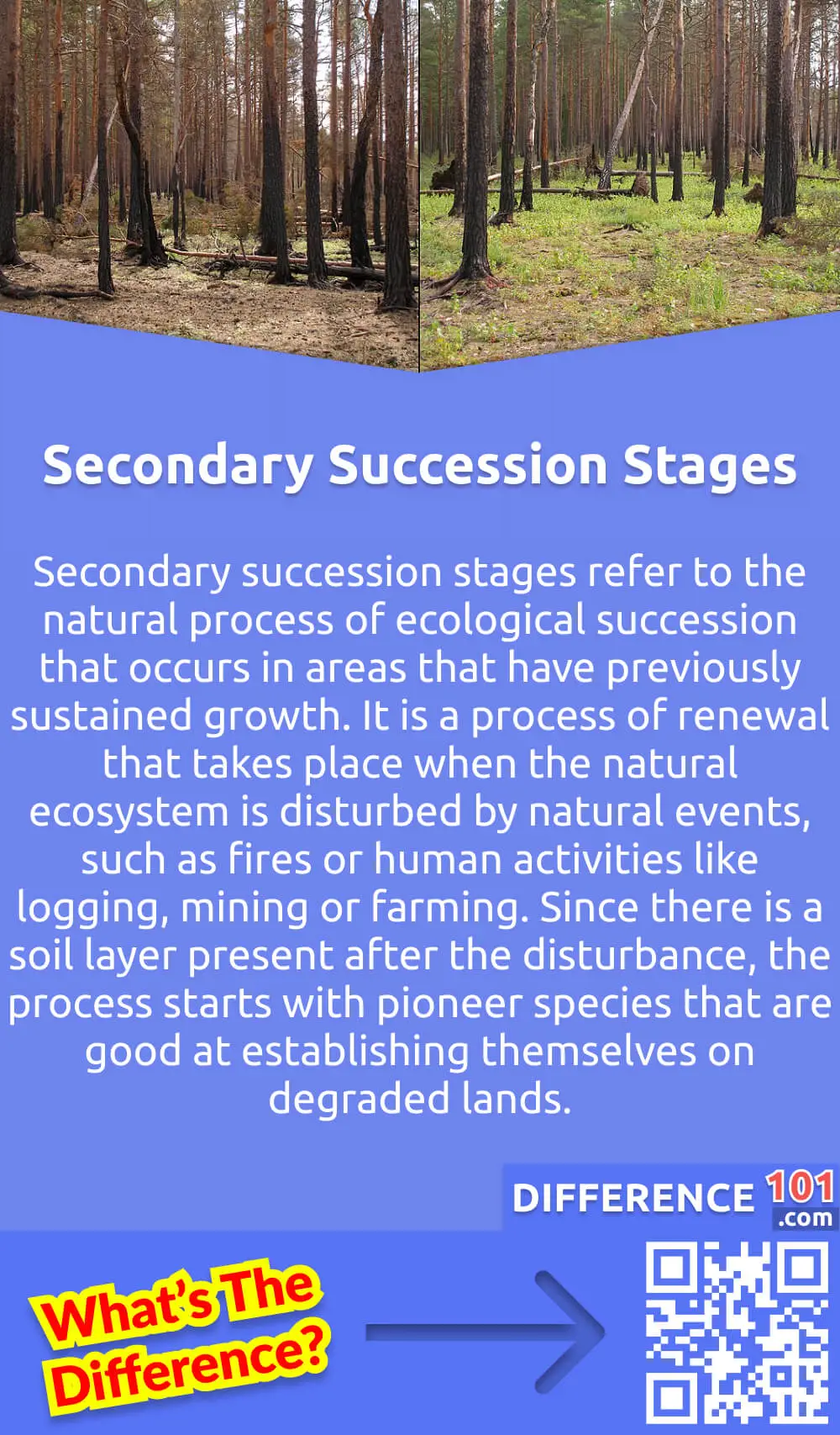 What Is Secondary Succession Stages? Secondary succession stages refer to the natural process of ecological succession that occurs in areas that have previously sustained growth. It is a process of renewal that takes place when the natural ecosystem is disturbed by natural events, such as fires or human activities like logging, mining or farming. Since there is a soil layer present after the disturbance, the process starts with pioneer species that are good at establishing themselves on degraded lands. As they grow and recreate the soil layer, other plant species take root, creating a new community structure. The process continues in the same pattern until the ecosystem reaches a stable and balanced state. It is a slow but important process for nurturing biodiversity and preserving the natural environment.
