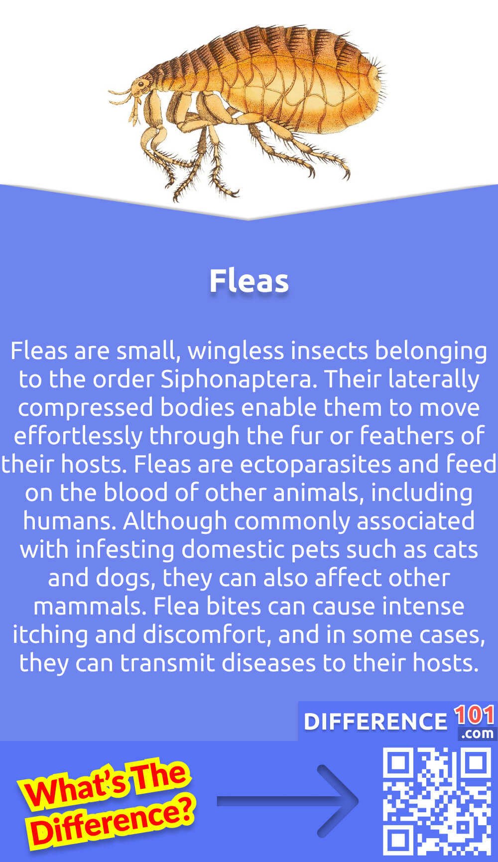 What Are Fleas? Fleas are small, wingless insects belonging to the order Siphonaptera. Their laterally compressed bodies enable them to move effortlessly through the fur or feathers of their hosts. Fleas are ectoparasites and feed on the blood of other animals, including humans. Although commonly associated with infesting domestic pets such as cats and dogs, they can also affect other mammals. Flea bites can cause intense itching and discomfort, and in some cases, they can transmit diseases to their hosts. Fleas possess a remarkable ability to jump long distances due to their powerful hind legs, allowing them to navigate through their environment and find new hosts.