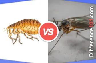 Fleas vs. Gnats: 5 Key Differences, Pros & Cons, Similarities