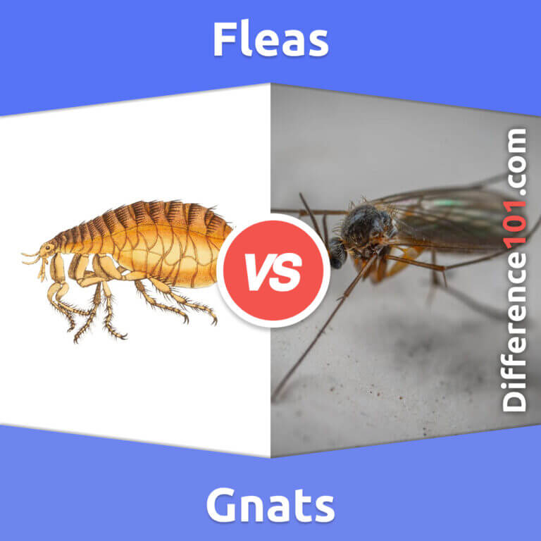 Fleas vs. Gnats 5 Key Differences, Pros & Cons, Similarities