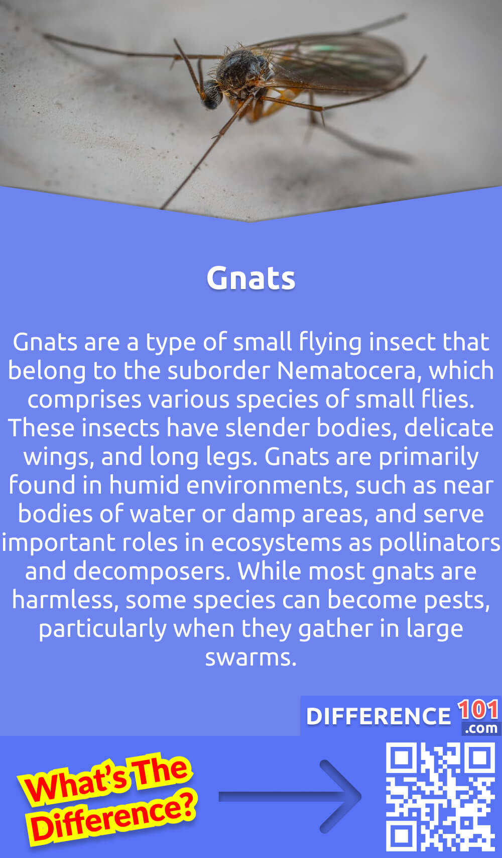 What Are Gnats? Gnats are a type of small flying insect that belong to the suborder Nematocera, which comprises various species of small flies. These insects have slender bodies, delicate wings, and long legs. Gnats are primarily found in humid environments, such as near bodies of water or damp areas, and serve important roles in ecosystems as pollinators and decomposers. While most gnats are harmless, some species can become pests, particularly when they gather in large swarms. Certain types of gnats, such as biting midges, can bite humans and other animals, causing discomfort and irritation. Gnats are attracted to moist conditions and are commonly found in outdoor locations, including gardens and forests.