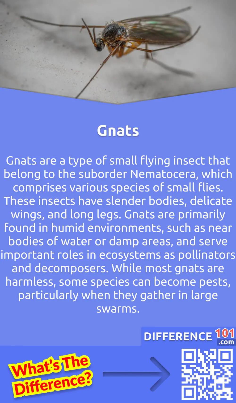 fleas-gnats-key-differences-pros-cons-similarities-56-off