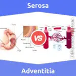 Serosa vs. Adventitia: 5 Key Differences, Pros & Cons, Similarities