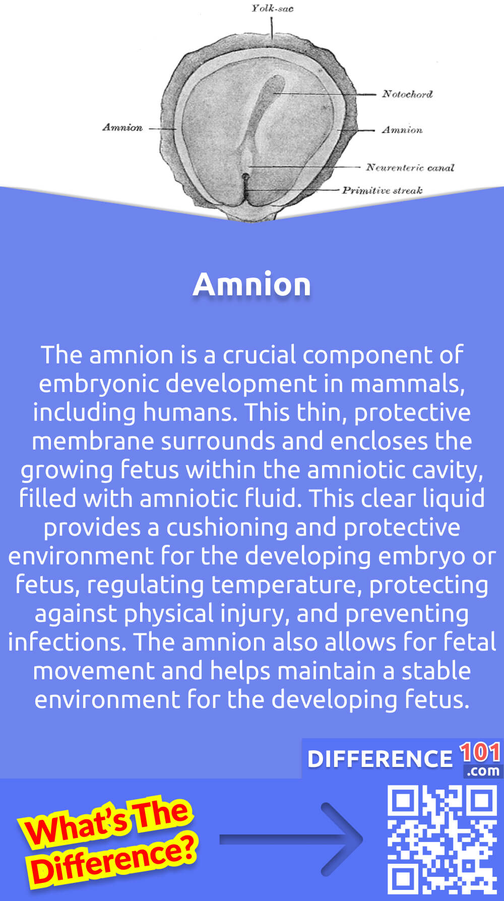 What Is Amnion? The amnion is a crucial component of embryonic development in mammals, including humans. This thin, protective membrane surrounds and encloses the growing fetus within the amniotic cavity, filled with amniotic fluid. This clear liquid provides a cushioning and protective environment for the developing embryo or fetus, regulating temperature, protecting against physical injury, and preventing infections. The amnion also allows for fetal movement and helps maintain a stable environment for the developing fetus. During labor, the amnion ruptures, commonly known as the "water breaking," which signals the onset of childbirth. Overall, the amnion is a vital part of fetal development, ensuring the survival and well-being of the growing fetus.
