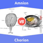 Amnion vs. Chorion: 5 Key Differences, Pros & Cons, Similarities
