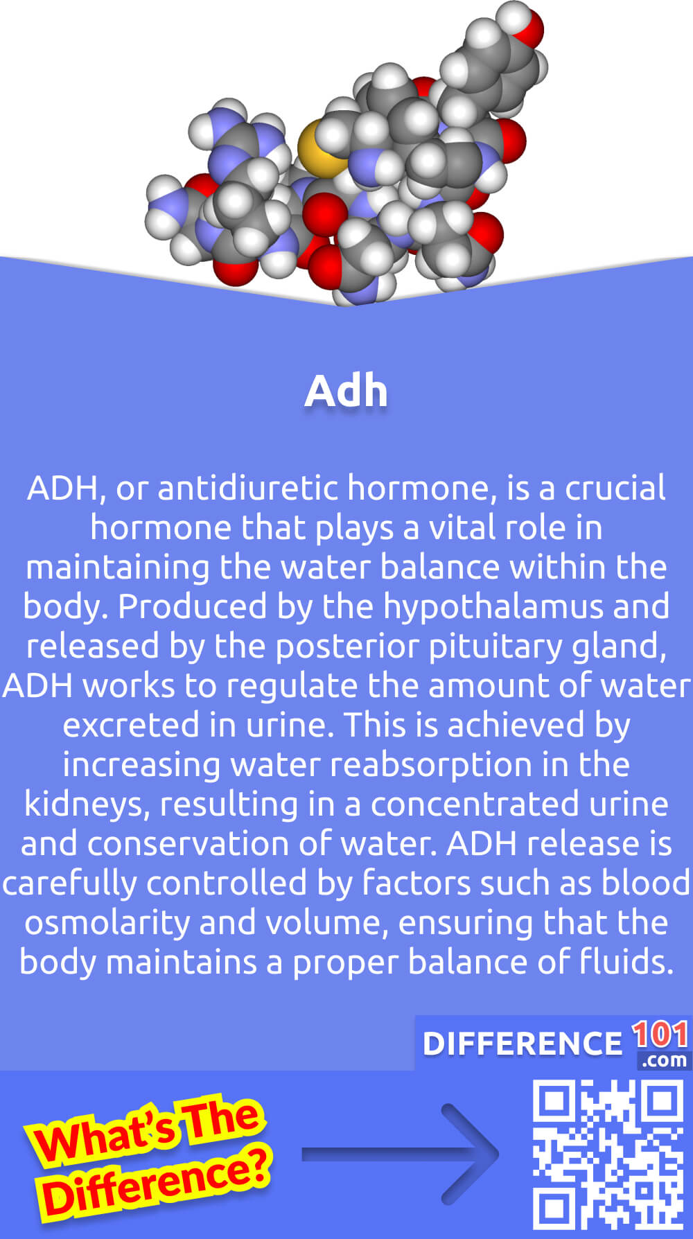 What Is Adh? ADH, or antidiuretic hormone, is a crucial hormone that plays a vital role in maintaining the water balance within the body. Produced by the hypothalamus and released by the posterior pituitary gland, ADH works to regulate the amount of water excreted in urine. This is achieved by increasing water reabsorption in the kidneys, resulting in a concentrated urine and conservation of water. ADH release is carefully controlled by factors such as blood osmolarity and volume, ensuring that the body maintains a proper balance of fluids. Its key role in conserving water makes ADH an essential hormone in situations where the body needs to preserve fluid, such as during dehydration.