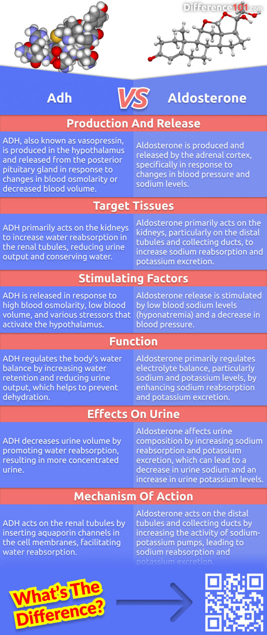 Dive into endocrinology: understanding the difference between Adh and Aldosterone. Adh regulates water balance, while Aldosterone manages sodium levels. Explore their roles in maintaining bodily equilibrium.