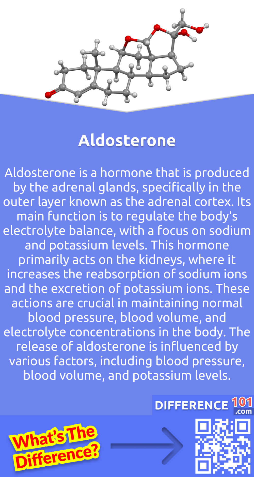 What Is Aldosterone? Aldosterone is a hormone that is produced by the adrenal glands, specifically in the outer layer known as the adrenal cortex. Its main function is to regulate the body's electrolyte balance, with a focus on sodium and potassium levels. This hormone primarily acts on the kidneys, where it increases the reabsorption of sodium ions and the excretion of potassium ions. These actions are crucial in maintaining normal blood pressure, blood volume, and electrolyte concentrations in the body. The release of aldosterone is influenced by various factors, including blood pressure, blood volume, and potassium levels. It is a vital component of the renin-angiotensin-aldosterone system, which is a complex regulatory mechanism for blood pressure and fluid balance.
