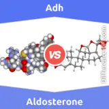 Adh vs. Aldosterone: Everything You Need To Know About The Difference Between Adh And Aldosterone