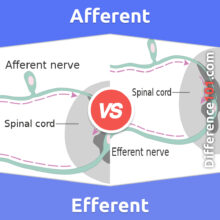 Afferent vs. Efferent: What’s The Difference Between Afferent And Efferent?