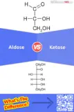 Aldose et cétose : Quelle est la différence entre l’aldose et le cétose ?