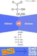Aldose vs. Ketose: What is the difference between Aldose and Ketose?