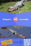 Alligator vs. Crocodile: Quelle est la différence entre Alligator et Crocodile?