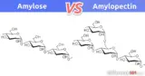 Amylose vs. Amylopectin: What is the Difference Between Amylose and Amylopectin?