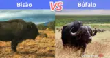 Qual é a diferença entre o Bisão e o Búfalo?