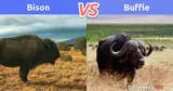 ???? Bison contre Buffle ???? : Quelle est la différence entre un bison et un buffle?