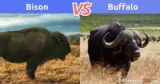 What’s The Difference Between Bison and Buffalo?