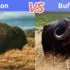 Labradoodle vs. Goldendoodle: Comparison, Differences, Similarities & FAQs