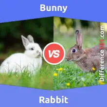 Bunny vs. Rabbit: What Is The Difference Between Bunny And Rabbit?