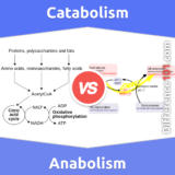 Catabolism vs. Anabolism: What’s The Difference Between Catabolism And Anabolism?