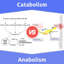Catabolism vs. Anabolism: What’s The Difference Between Catabolism And Anabolism?