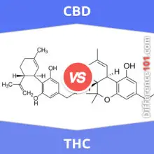 CBD x THC: Qual é a diferença entre CBD e THC?