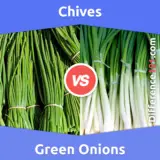 Ciboulette et oignons verts : Quelle est la différence entre la ciboulette et les oignons verts ?
