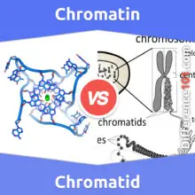 Chromatin vs. Chromatid: What’s The Difference Between Chromatin And Chromatid?