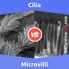 Cilia vs. Microvilli: What’s The Difference Between Cilia And Microvilli?