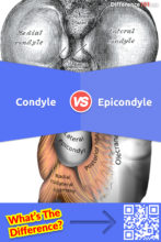 Condyle vs. Epicondyle: What is the Difference Between Condyle and Epicondyle?