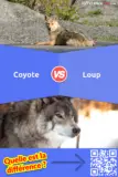 Coyote vs. Loup: Quelle est la différence entre le Coyote et le Loup?