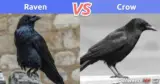 Raven vs. Crow: What is the difference between raven and crow?