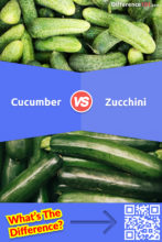 Cucumber vs. Zucchini: What is the Difference Between Cucumber and Zucchini?