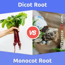 Dicot Root vs. Monocot Root: What’s The Difference Between Dicot Root And Monocot Root?