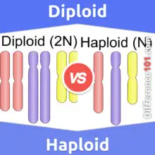 Diploid vs. Haploid: What’s The Difference Between Diploid And Haploid?