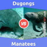 Dugongs vs Seekühe: Was ist der Unterschied zwischen Dugongs und Seekühen?