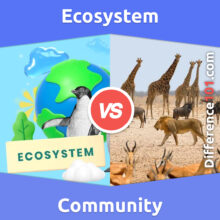 Ecosystem vs. Community: What Is The Difference Between Ecosystem And Community?