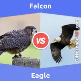 Falcon vs. Eagle vs. Hawk: What Is the Difference Between Falcon and Eagle and Hawk?