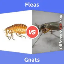 Fleas vs. Gnats: Everything You Need To Know About The Difference Between Fleas And Gnats