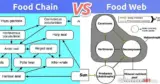 Food Chain vs. Food Web: What is the difference between the Food Chain and Food Web?