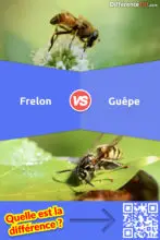Frelon vs. Guêpe: Quelle est la différence entre le frelon et la guêpe?