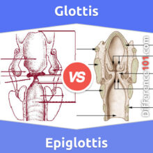 Glottis vs. Epiglottis: Everything You Need To Know About The Difference Between Glottis And Epiglottis