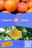 Grapefruit vs. Pomelo: What is the Difference Between Grapefruit and Pomelo?